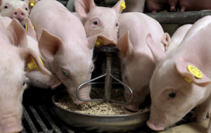 Ảnh Hưởng Của Hương Vị Thức ăn đến Năng Suất Lợn Cai Sữa_ Công Ty Á Châu_ 0972502979