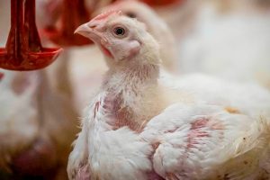 Các Chức Năng Sinh Lý Của Methionine ở Gia Cầm_công Ty Á Châu_ 0972502979