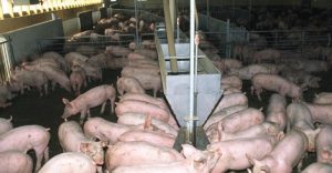 Chất Xơ Có ảnh Hưởng đến Phytase Trong Khẩu Phần ăn Của Heo Không_công Ty Á Châu_0972502979