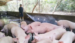 GiÁ Heo HƠi NgÀy 1302, ĐẦu TuẦn HẠ NhiỆt_ Công Ty Á Châu_0972502979