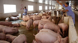 GiÁ Heo HƠi NgÀy 2102, ThỊ TrƯỜng ĐỨng GiÁ_ Công Ty Á Châu_ 0972502979