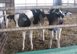 Giảm đau Cho Bê Bị Cắt Sừng_ Công Ty Á Châu_ 0972502979