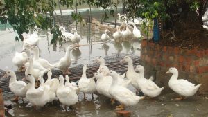 Giống Ngan Siêu Thịt R71sl_ Công Ty Á Châu_ 0972502979