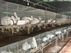 Kiểu Cách Và Kích Thước Chuồng Thỏ_ Công Ty Á Châu_ 0972502979