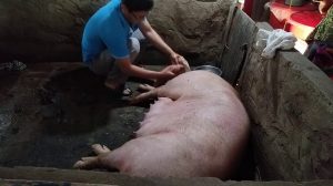 Kỹ Thuật Nuôi Heo Nái , Các Bước Xử Lý Khi Heo Nái đẻ_công Ty Á Châu_0972502979