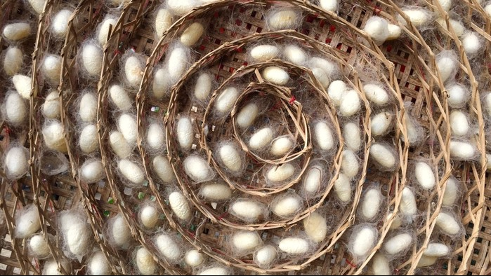 Tằm ăn ống Nano Carbon Tạo Ra Loại Tơ Siêu Bền Dẫn được Cả điện_ Công Ty Á Châu_ 0972502979