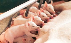 Vì Sao Con Người Sử Dụng Sữa Bò, Dê Mà Không Dùng Sữa Lợn_công Ty Á Châu_0972502979