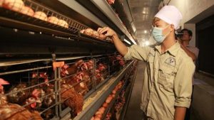 5 Chìa Khóa Thành Công Khi Không Sử Dụng Kháng Sinh Trong Chăn Nuôi Gia Cầm_công Ty Á Châu_0972502979