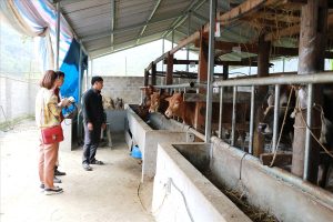 Ba Mẹo Giúp Quản Lý Tốt Hệ Thống Chăn Nuôi Không Kháng Sinh_công Ty Á Châu_0972502979