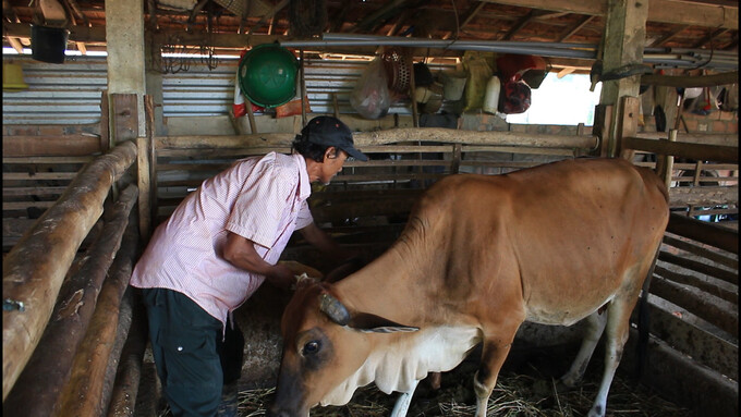 Bệnh Viêm Da Nổi Cục Và Lở Mồm Long Móng Cùng Xuất Hiện Trên Bò_công Ty Á Châu_0972502979