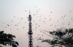 Cần Siết Chặt Quản Lý Việc Sử Dụng âm Thanh Dẫn Dụ Chim Yến_công Ty Á Châu_ 0972502979