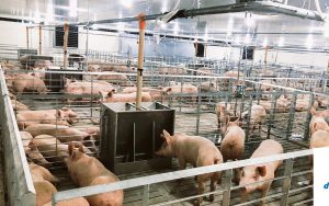 Chăn Nuôi Lợn 'treo Chuồng' Vì Càng Nuôi Càng Lỗ_công Ty Á Châu_0972502979