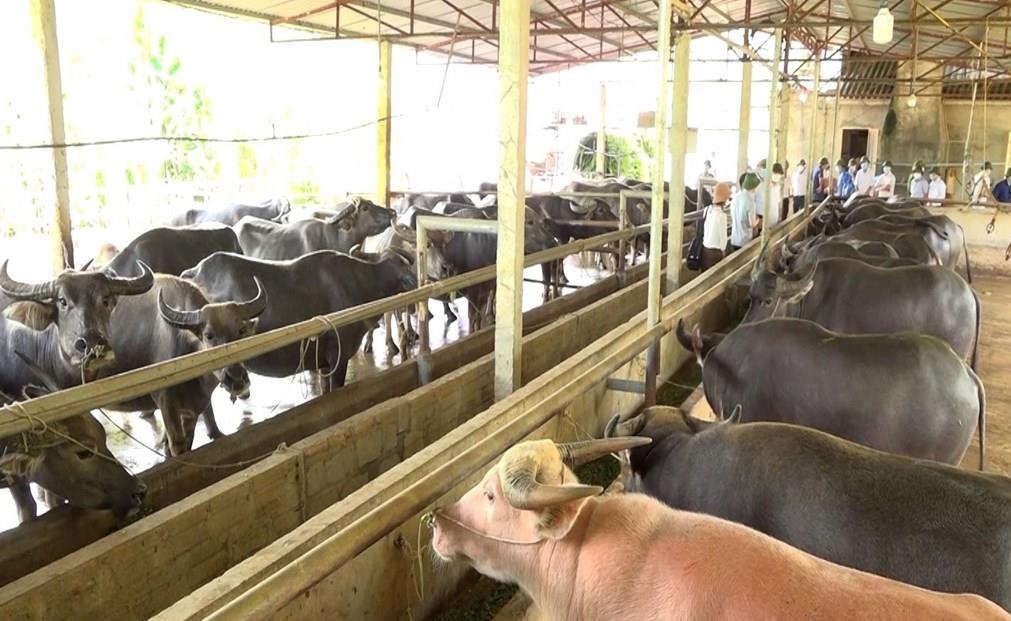 Điểm Sáng Dự án Chăn Nuôi Bò Quy Mô Lớn ở Đbscl_công Ty Á Châu_0972502979