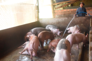 GiÁ Heo HƠi NgÀy 140-3, GiỮ MỨc ThẤp_công Ty Á Châu_0972502979