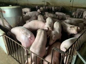 GiÁ Heo HƠi NgÀy 1503, GiÁ KhÔng ĐỔi CẢ 3 MiỀn_công Ty Á Châu_0972502979