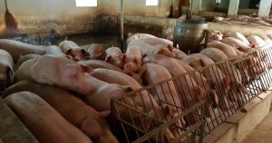 GiÁ Heo HƠi NgÀy 2803, BiẾn ĐỘng NhỎ_công Ty Á Châu_0982502979