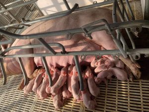 Hướng Xử Lý Khi Heo Con Bị Chảy Máu ở Rốn_công Ty Á Châu_0972502979