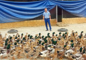 Khôi Phục Giống Vịt Bầu Quỳ ở Nghệ An_công Ty Á Châu_0972502979