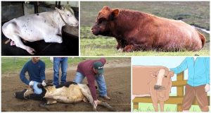 Kỹ Thuật Thiến Bò đực Bằng Kìm Thiến_công Ty Á Châu_0972502979