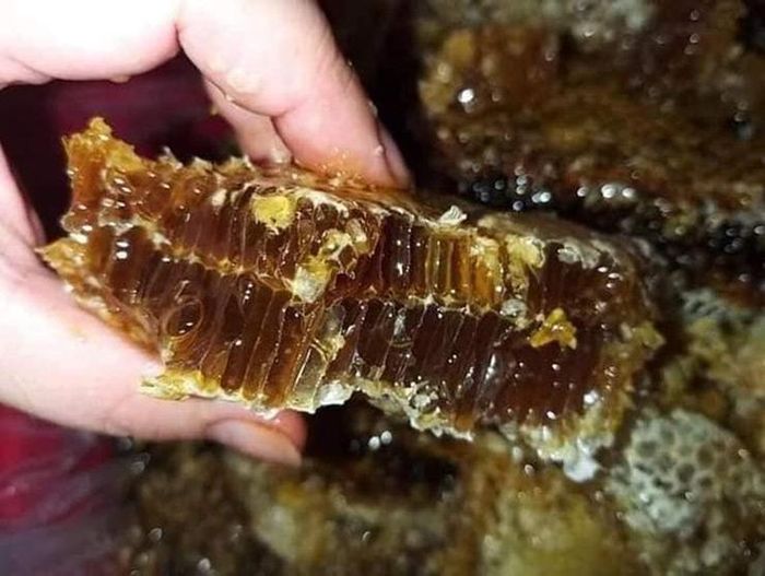 Mật Ong ‘đắng’ Từ Núi Ngọc Linh_công Ty Á Châu_0972502979