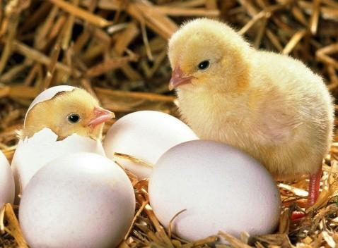 Miễn Dịch Thụ động_công Ty Á Châu_0972502979