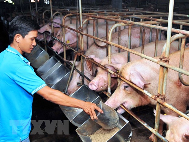 Ngành Chăn Nuôi Kiến Nghị Khẩn Vì Thua Lỗ Nặng Sức Mua Yếu, đàn Vẫn Tăng_công Ty Á Châu_0972502979