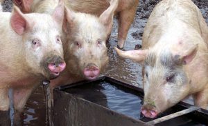 Ngộ độc Muối_công Ty Á Châu_0972502979