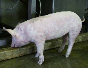 Nhận Biết Và Phòng Trị Bệnh đóng Dấu Lợn_công Ty Á Châu_0972502979