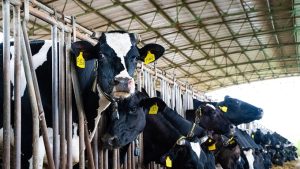 Sự Lên Men Dạ Cỏ_công Ty Á Châu_0972502979