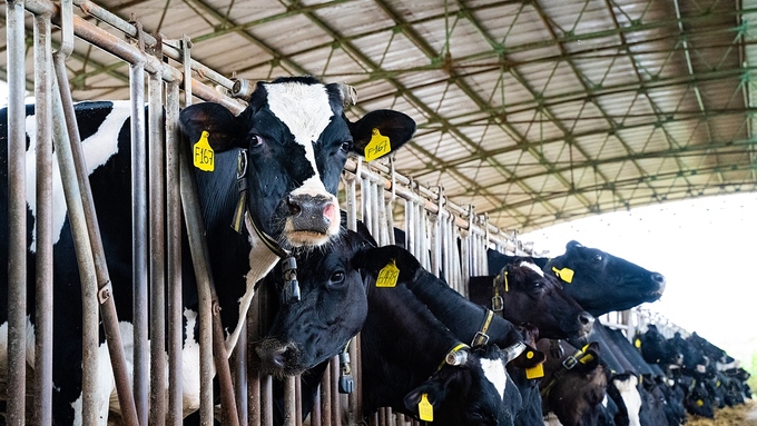 Sự Lên Men Dạ Cỏ_công Ty Á Châu_0972502979