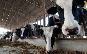 Tác động Của Tuổi đẻ Lần đầu Tới Sinh Sản, Sản Xuất Sữa… ở Bò_công Ty Á Châu_0972502979