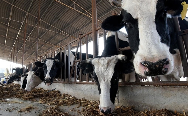 Tác động Của Tuổi đẻ Lần đầu Tới Sinh Sản, Sản Xuất Sữa… ở Bò_công Ty Á Châu_0972502979