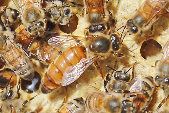 Tập Tính Chia đàn Và Giao Phối Của Ong Chúa Apis Cerena Tại Thái Nguyên_công Ty Á Châu_0972502979