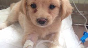 Bệnh Parvo ở Chó_công Ty Á Châu_0972502979