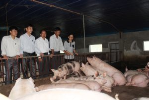 Bốn Khuyến Cáo Nông Dân Nuôi Heo Trước Khi Tái đàn_công Ty Á Châu_0972502979