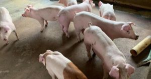 GiÁ Heo HƠi NgÀy 06-04, ThỊ TrƯỜng Quay ĐẦu GiẢm_công Ty Á Châu_0972502979