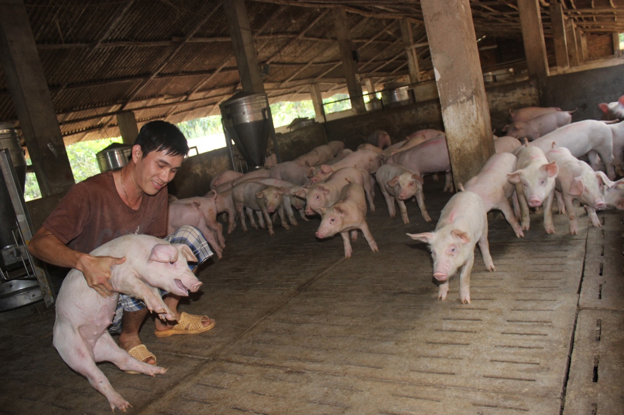 GiÁ Heo HƠi NgÀy 10-04, GiẢm RẢi RÁc Ở MỘt VÀi TỈnh_công Ty Á Châu_0972502979