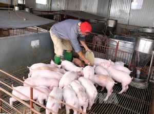 GiÁ Heo HƠi NgÀy 19-04, LiÊn TỤc DẬy SÓng_công Ty Á Châu_0972502979