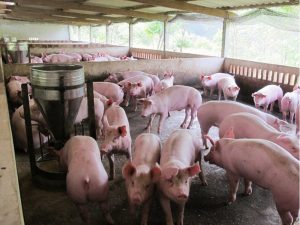 GiÁ Heo HƠi NgÀy 2804, TĂng GiẢm TrÁi ChiỀu_công Ty Á Châu_ 0972502979