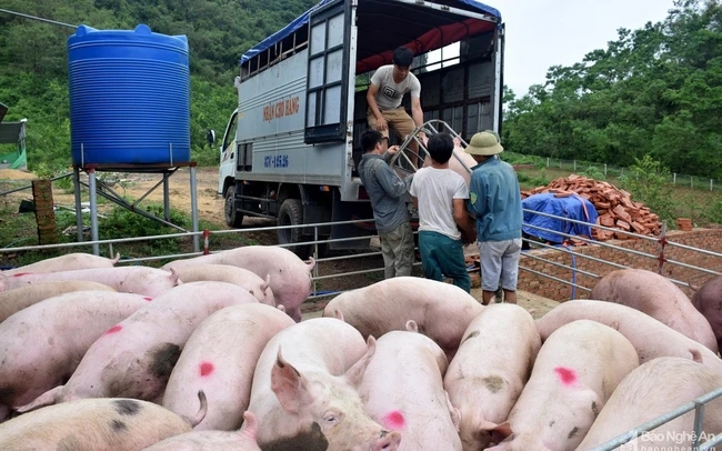 Heo Hơi Liên Tục Tăng Giá, Người Chăn Nuôi Có Nên Tranh Thủ Bán Cắt Lỗ_công Ty Á Châu_0972502979