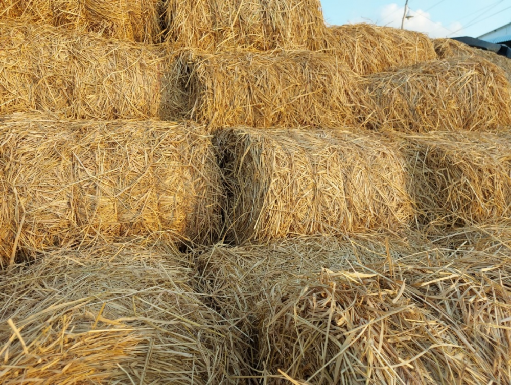 Kỹ Thuật Chế Biến, Dự Trữ Rơm Cuộn Làm Thức ăn Cho đại Gia Súc_công Ty Á Châu_0972502979