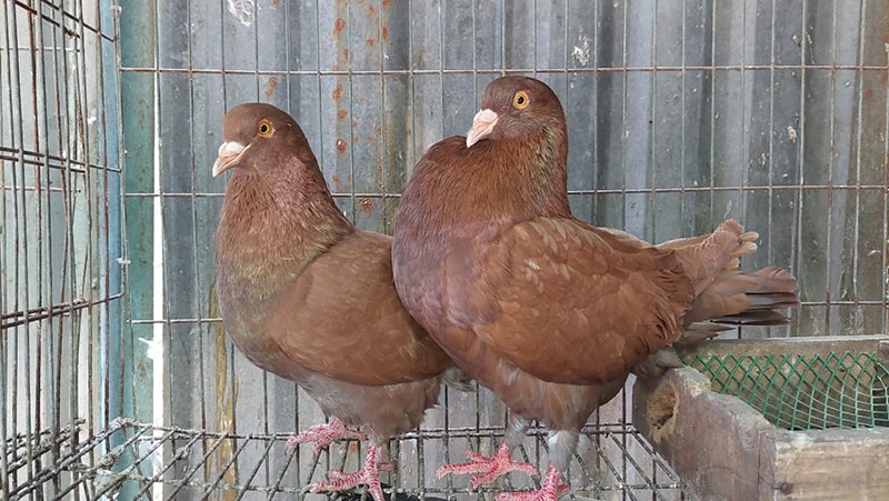 Kỹ Thuật Nuôi Bồ Câu Gà Cho Năng Suất Cao_công Ty Á Châu_0972502979