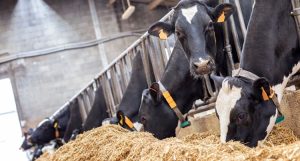 Nhiều Lợi ích Từ Bổ Sung đất Sét Cho Thức ăn Của Bò Sữa_ Chăn Nuôi Á Châu_ 0972502979