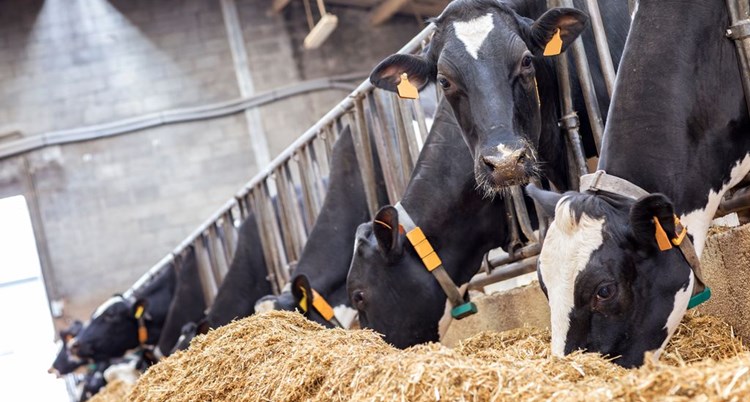 Nhiều Lợi ích Từ Bổ Sung đất Sét Cho Thức ăn Của Bò Sữa_ Chăn Nuôi Á Châu_ 0972502979