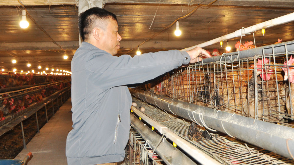 Rà Soát, Chấn Chỉnh Tiêm Vắc Xin Phòng Bệnh Cho đàn Vật Nuôi_công Ty Á Châu_0972502979