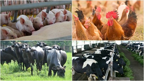Tình Hình Chăn Nuôi Cả Nước Tháng 3-2023_công Ty Á Châu_0972502979