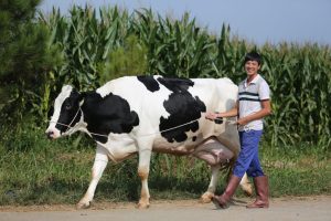 Tối ưu Hóa Lợi Nhuận Trong Chăn Nuôi Bò Sữa_công Ty Á Châu_ 0972502979