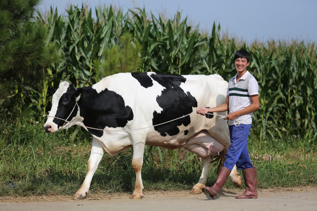 Tối ưu Hóa Lợi Nhuận Trong Chăn Nuôi Bò Sữa_công Ty Á Châu_ 0972502979