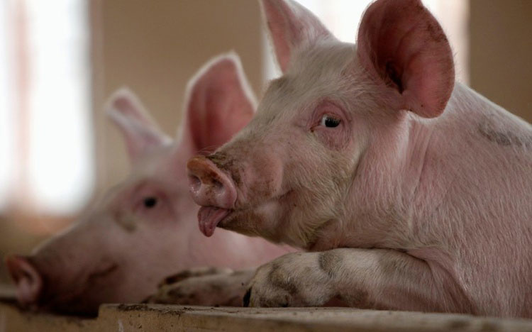 3 Chiến Lược Kiểm Soát Chi Phí Thức ăn Chăn Nuôi_công Ty Á Châu_0972502979