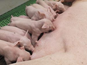 Ảnh Hưởng Của Chất Xơ Tự Nhiên Lên Năng Suất Của Heo Nái Và Heo Con_công Ty Á Châu_ 0972502979